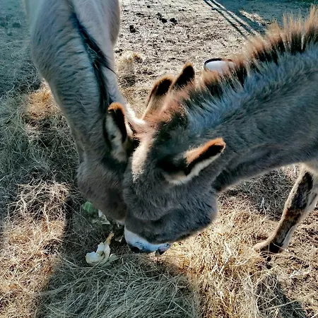 Azienda Agraria Il Cardellino 2 Casa di campagna