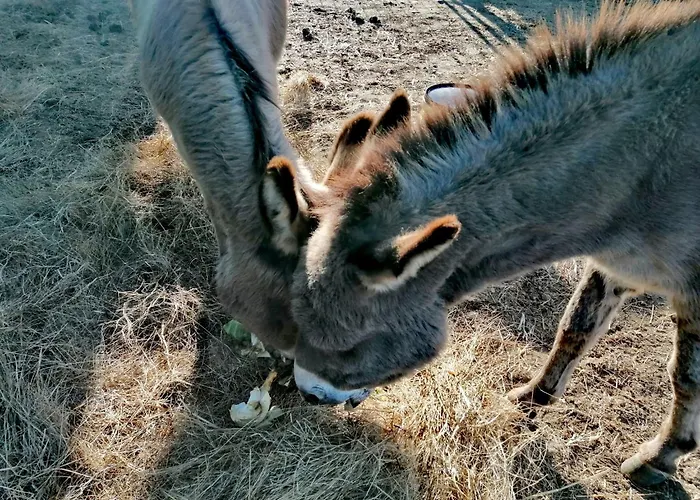 Azienda Agraria Il Cardellino 2 Country house